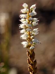Attēlu rezultāti vaicājumam “Bistorta vivipara flower”