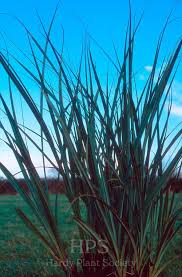 Attēlu rezultāti vaicājumam “Carex cespitosa flower”