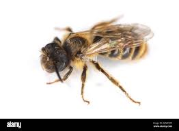 Attēlu rezultāti vaicājumam “Andrena”