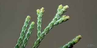 Attēlu rezultāti vaicājumam “Juniperus sabina”