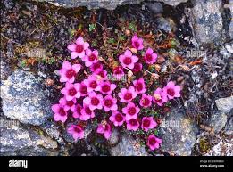 Image result for Steinbrech