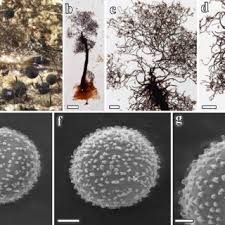 Attēlu rezultāti vaicājumam “Stemonitopsis subcaespitosa spores”