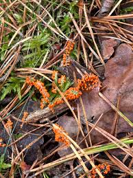 Attēlu rezultāti vaicājumam “Leocarpus fragilis spores”