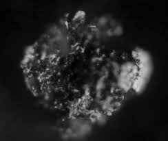 Attēlu rezultāti vaicājumam “Physarum album spores”