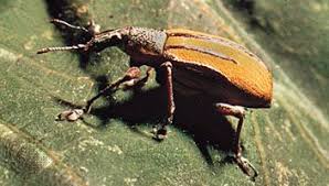 Image result for Coleoptera Curculionoidea