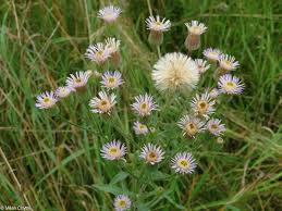 Attēlu rezultāti vaicājumam “Erigeron acris”