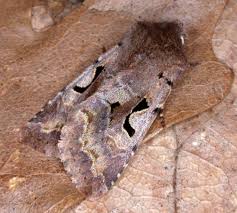 Attēlu rezultāti vaicājumam “Orthosia gothica”