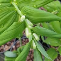 Attēlu rezultāti vaicājumam “Polygonatum verticillatum”
