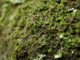 Attēlu rezultāti vaicājumam “Lophozia ventricosa”