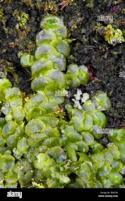 Attēlu rezultāti vaicājumam “Radula complanata”