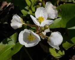 Attēlu rezultāti vaicājumam “Craterium aureonucleatum stalked”
