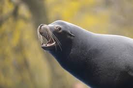 Image result for Zalophus californianus