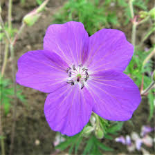 Image result for Geranium `Purple Haze`