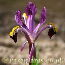 Attēlu rezultāti vaicājumam “Iris rosenbachiana flower”