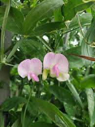 Attēlu rezultāti vaicājumam “Lathyrus latifolius”