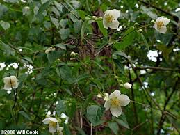Attēlu rezultāti vaicājumam “Philadelphus coronarius”