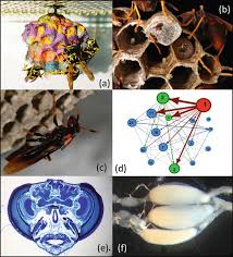 Attēlu rezultāti vaicājumam “Polistes nimpha”