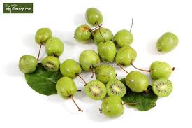 Attēlu rezultāti vaicājumam “Actinidia kolomikta”