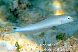 Image result for Malacanthus plumieri