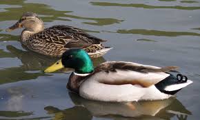 Attēlu rezultāti vaicājumam “Anas platyrhynchos”