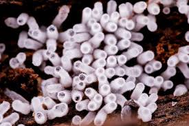 Attēlu rezultāti vaicājumam “Ceratiomyxa fruticulosa sessile”