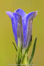 Attēlu rezultāti vaicājumam “Maculinea alcon eggs”
