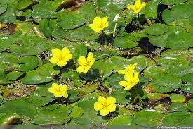 Image result for Seekanne