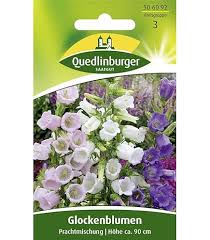 Image result for Marienglockenblumen
