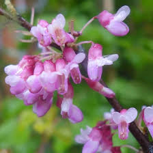 Attēlu rezultāti vaicājumam “Cercis siliquastrum”