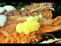 Attēlu rezultāti vaicājumam “Ceratiomyxa porioides plasmodium”