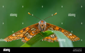 Attēlu rezultāti vaicājumam “Euphydryas maturna upperside”