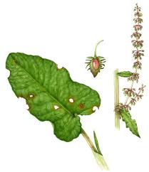 Attēlu rezultāti vaicājumam “Rumex obtusifolius”