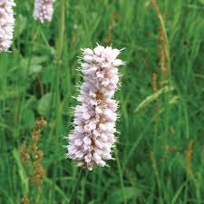 Attēlu rezultāti vaicājumam “Bistorta major flower”