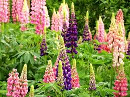 Image result for Lupinen