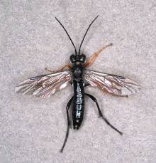 Attēlu rezultāti vaicājumam “Tenthredo mandibularis”