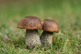 Attēlu rezultāti vaicājumam “Leccinum melaneum”