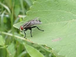 Attēlu rezultāti vaicājumam “Sarcophagidae”