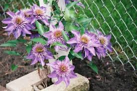 Image result for clematis multi blue