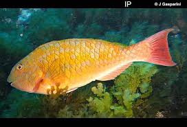 Image result for Sparisoma axillare