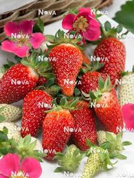 Attēlu rezultāti vaicājumam “Fragaria x ananassa fruit”