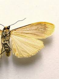 Attēlu rezultāti vaicājumam “Eilema sororcula”