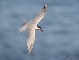Image result for Sterna dougallii