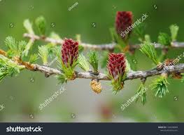 Attēlu rezultāti vaicājumam “Larix decidua var. polonica”