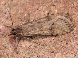 Attēlu rezultāti vaicājumam “Nomophila noctuella”