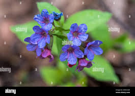 Attēlu rezultāti vaicājumam “Pulmonaria obscura bud”