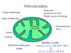 CeelMitochondria.gif