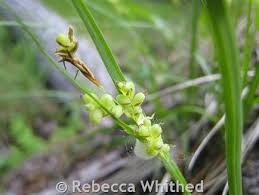 Attēlu rezultāti vaicājumam “Carex ornithopoda fruit”