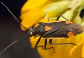 Attēlu rezultāti vaicājumam “Capsodes gothicus”