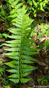 Attēlu rezultāti vaicājumam “Dryopteris cristata”
