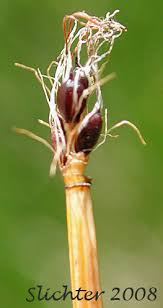 Attēlu rezultāti vaicājumam “Eleocharis quinqueflora”